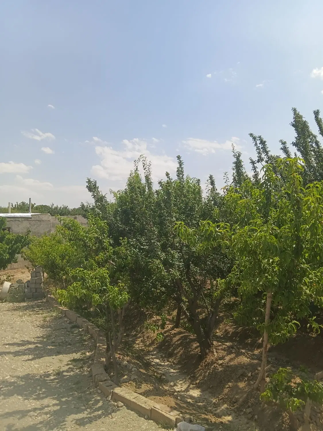 باغچه نقدی مناسب سرمایه گزاری