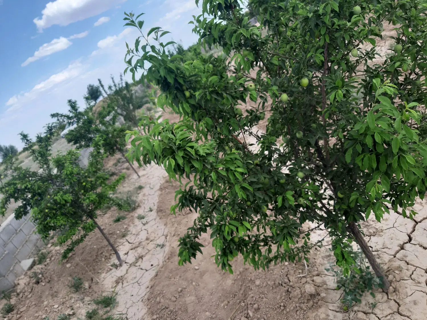 زمین باغی 980 متری با اب و 1متر دیوار