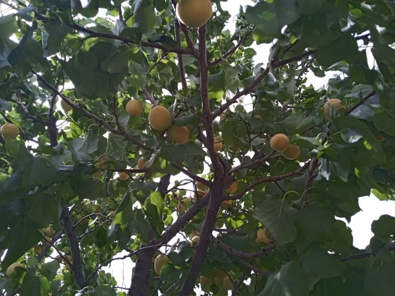 باغ در شاهنامه 80