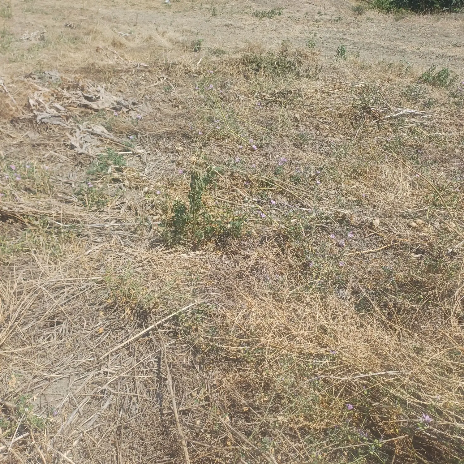 زمین مسکونی