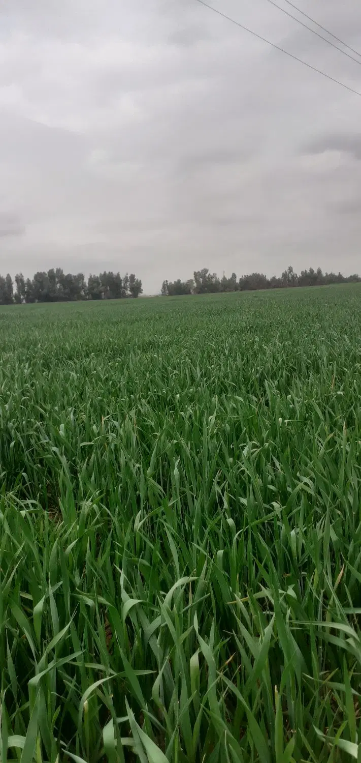 اجاره ۷هکتار زمین.شخم زده آماده کشت.