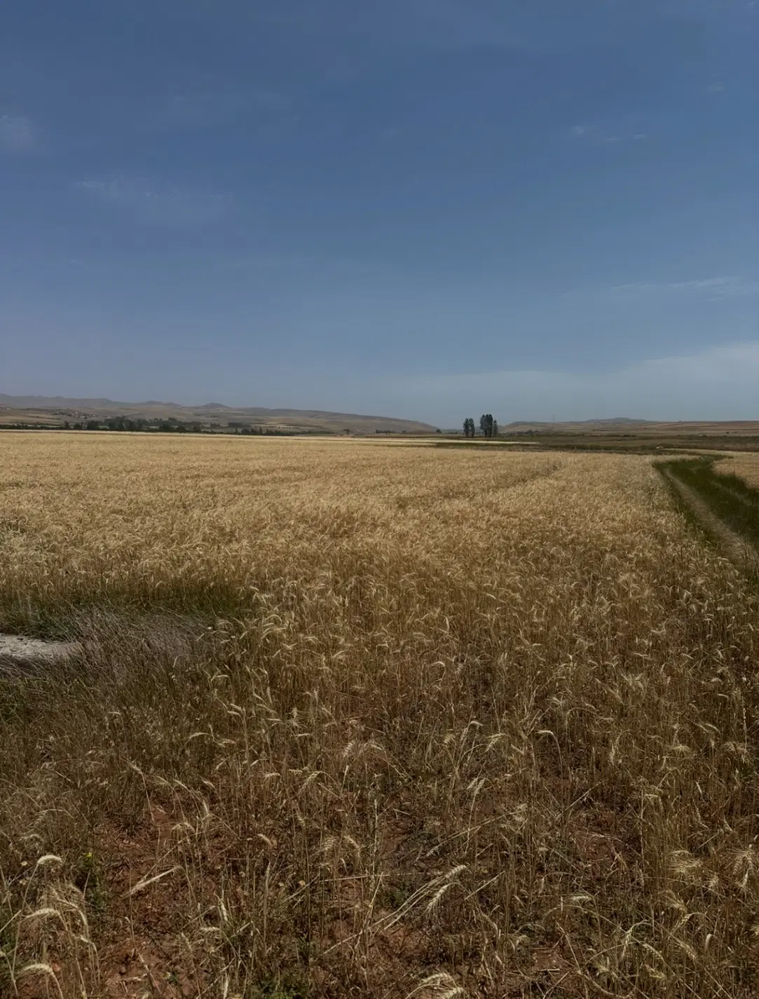 زمین کشاورزی