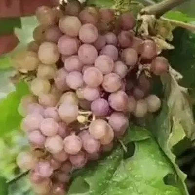 باغ ۱۰۰۰ متری دورود لرستان روستای گله گورچک