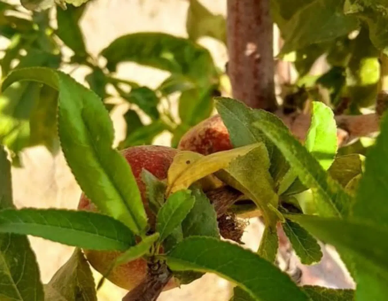 ۶۰۰متر زمین باغچه خوش بر مناسب سرمایه گزاری