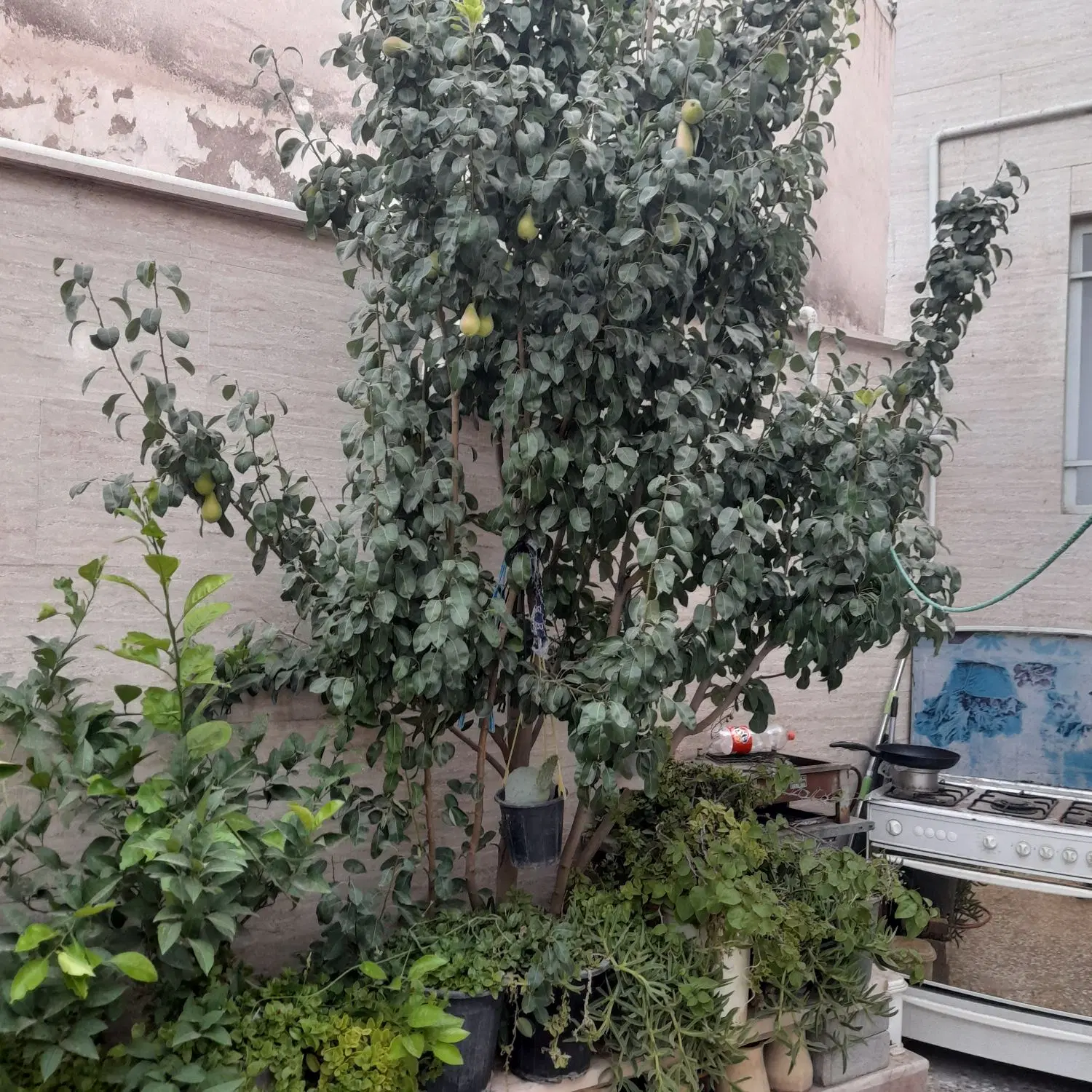 فروش ملک ویلایی