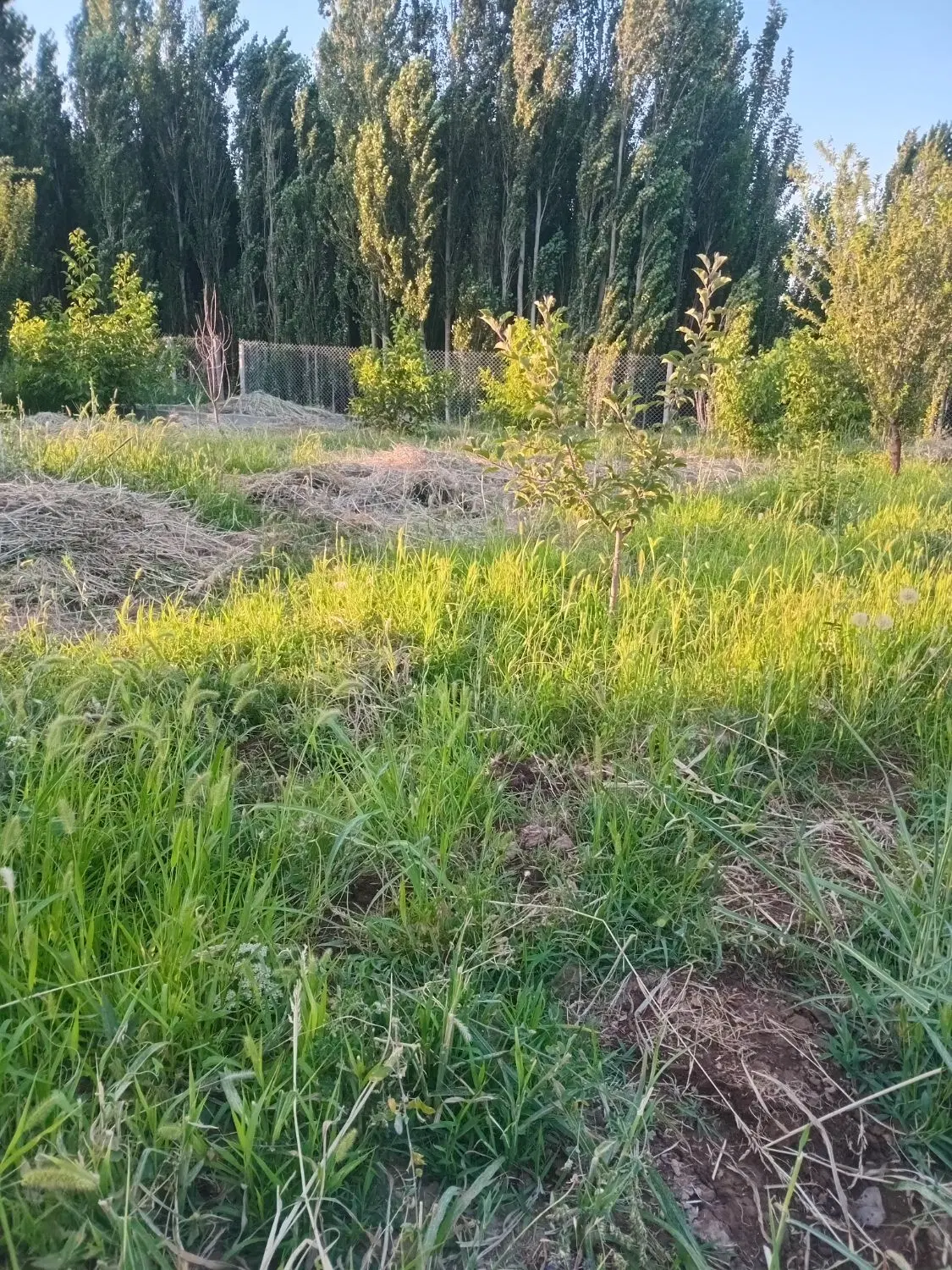 فروش زمین کشاورزی