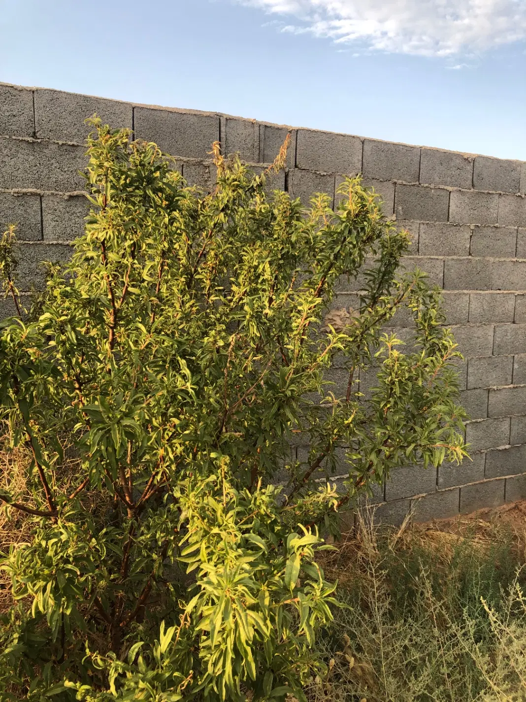 زمین باغی و کشاورزی