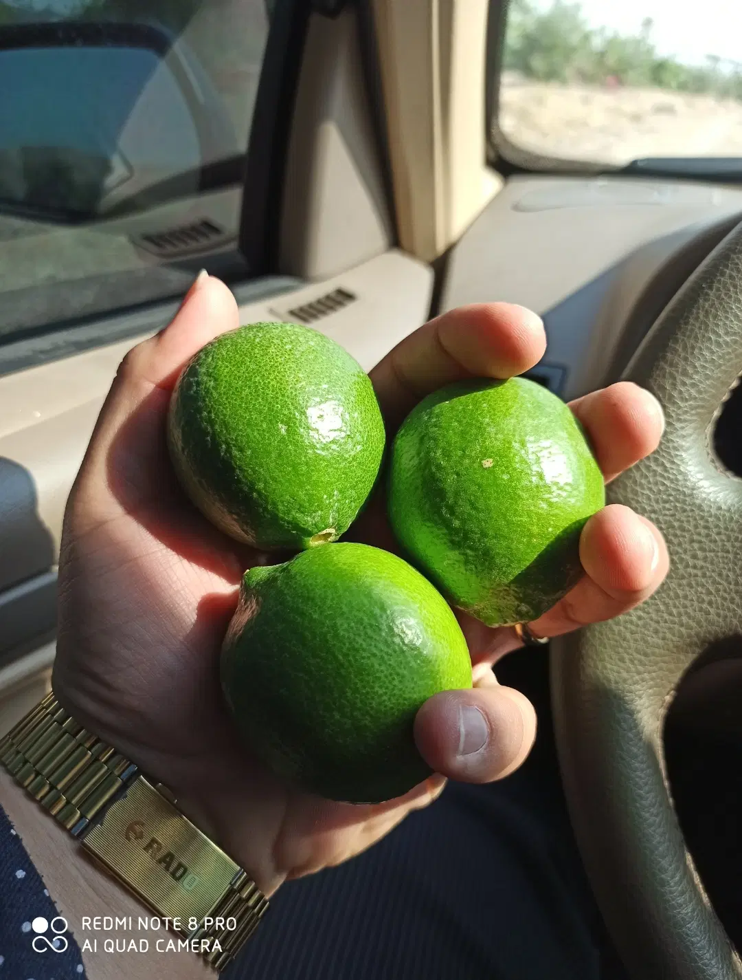 فروش باغ ثمری نخل و مرکبات