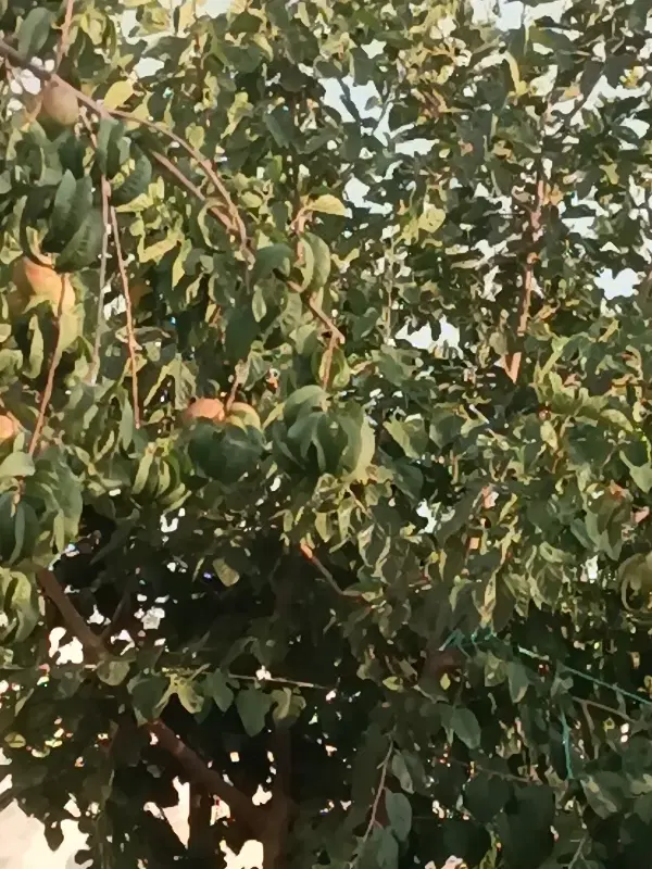 زمین باغی