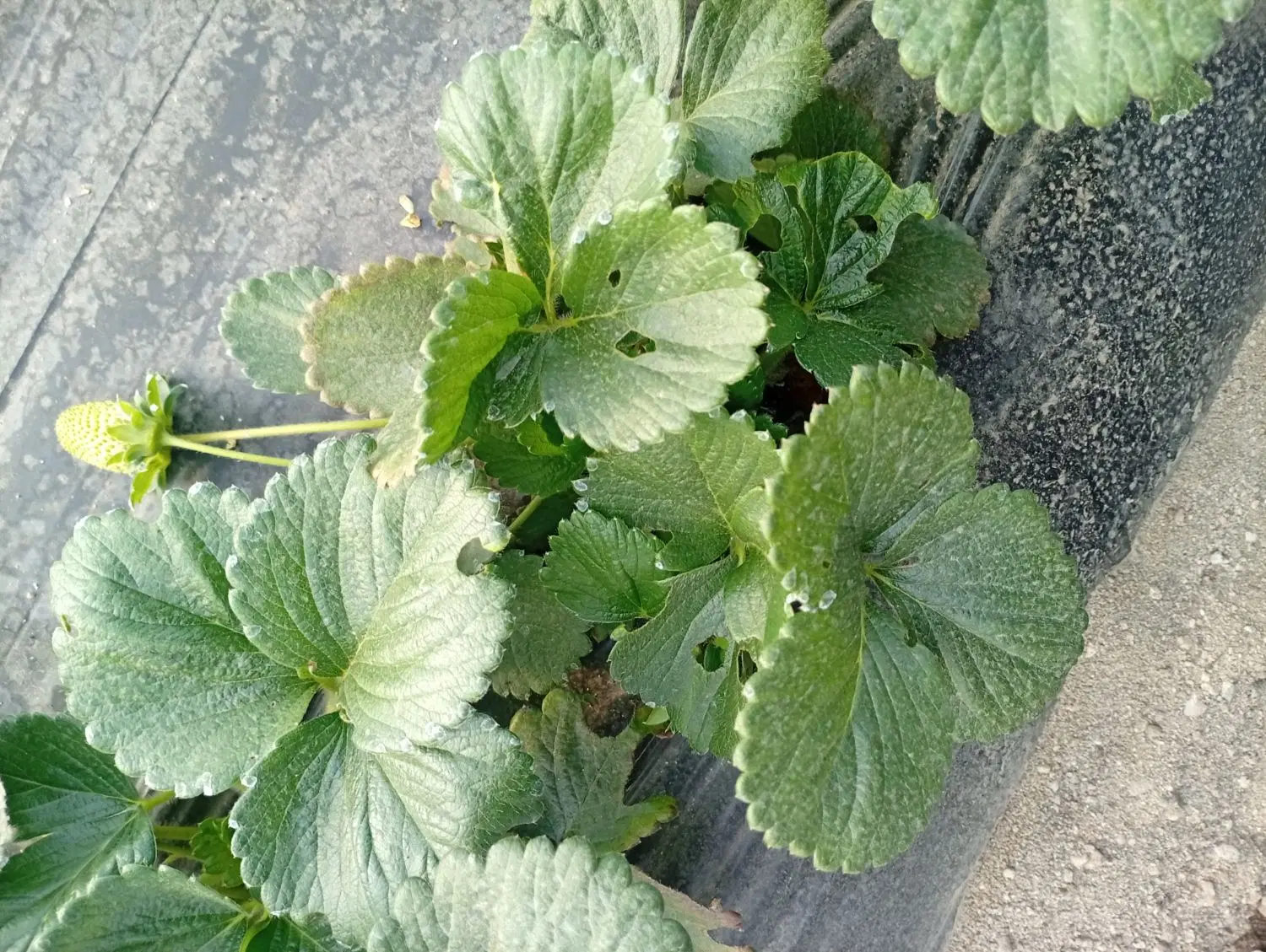 زمین بنسراجی