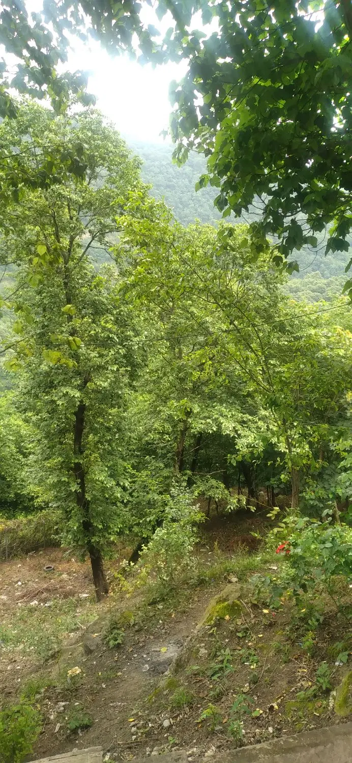 زمین مناسب باغی و مزروعی و ویلا