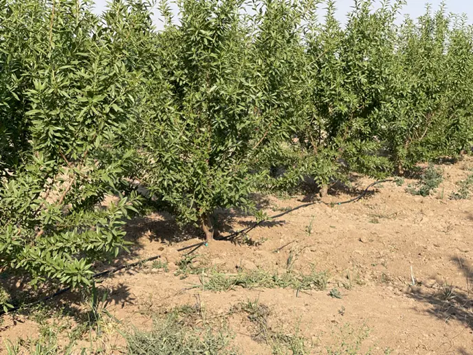 باغ بادام بارده ۱۵ هزار متری با سند و مجوز ویلا