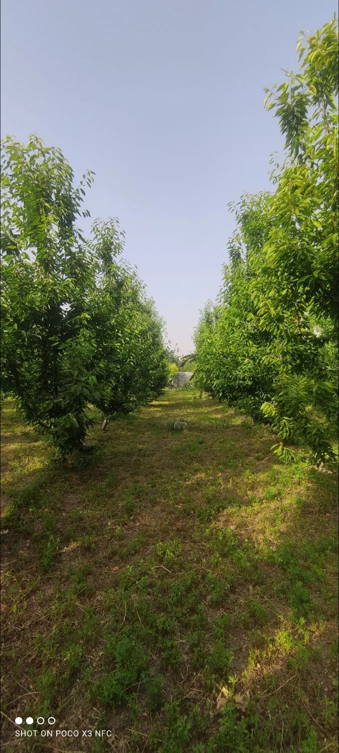 باغ نقلی