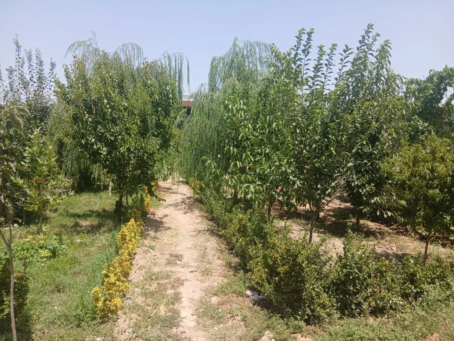 باغ ویلا