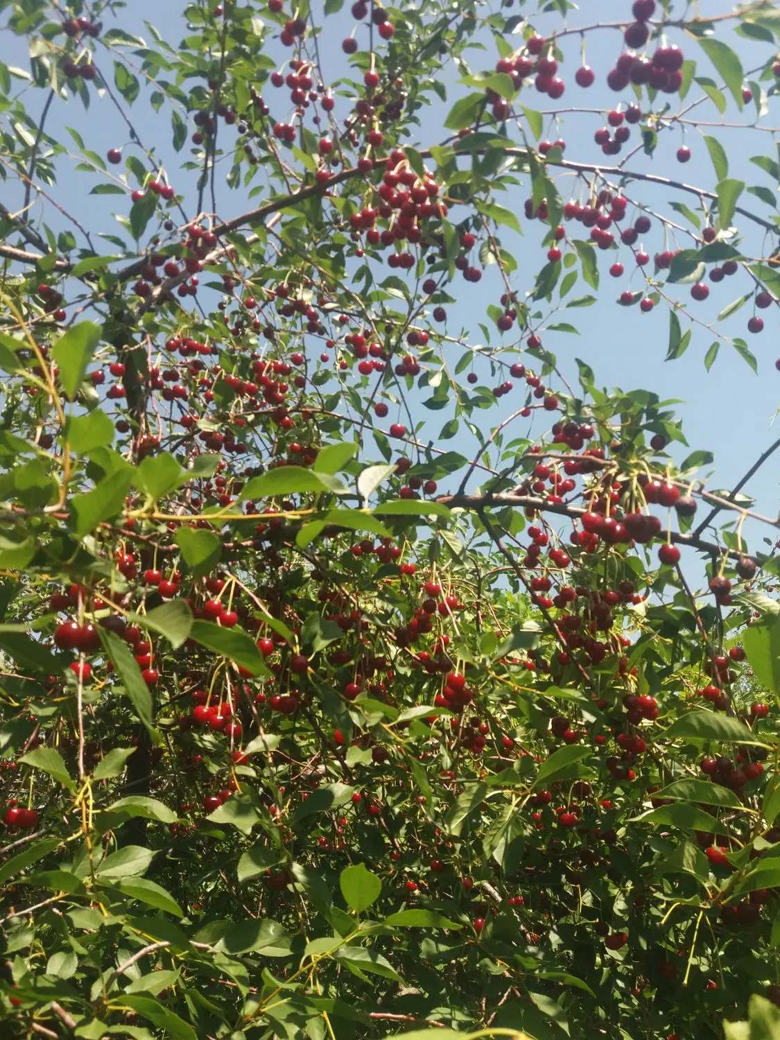 باغچه الوان