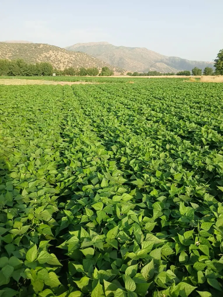 زمین کشاورزی اسینم
