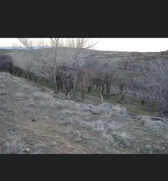 زمین چوره ناب