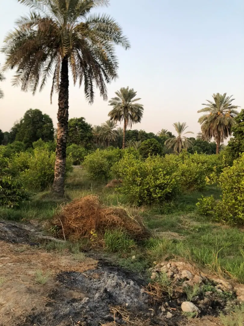 فروش باغ ثمری مناسب سرمایه گذاری