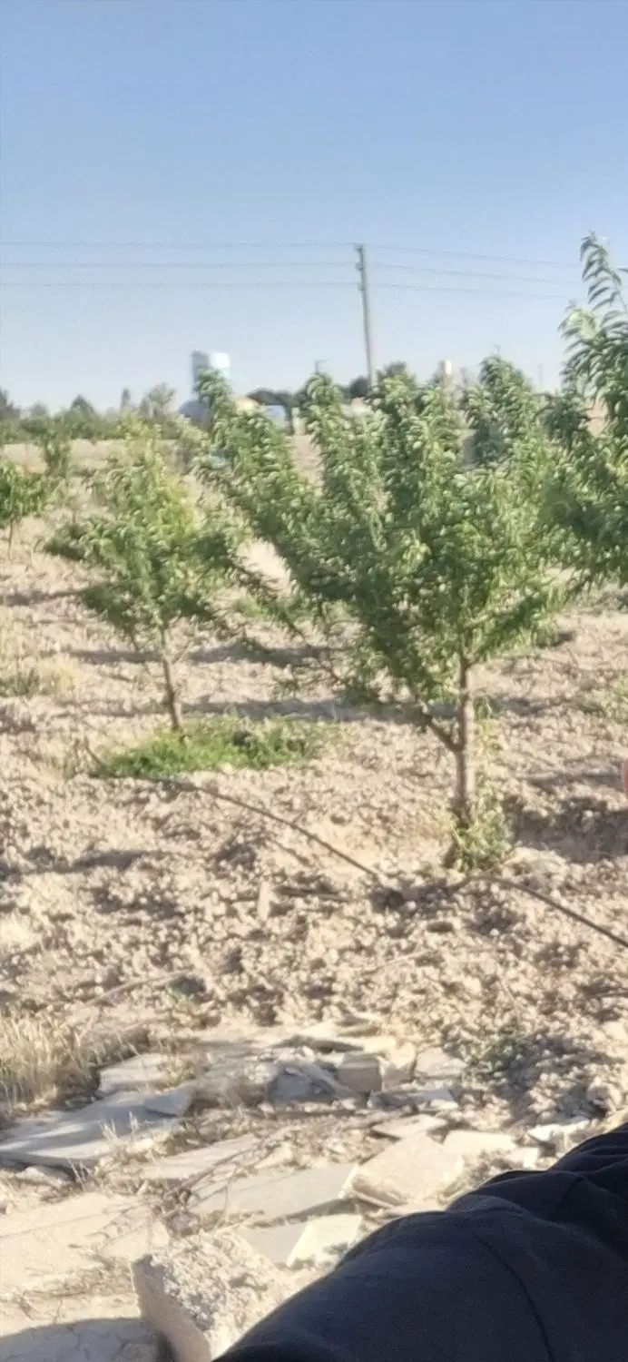 زمین باغی