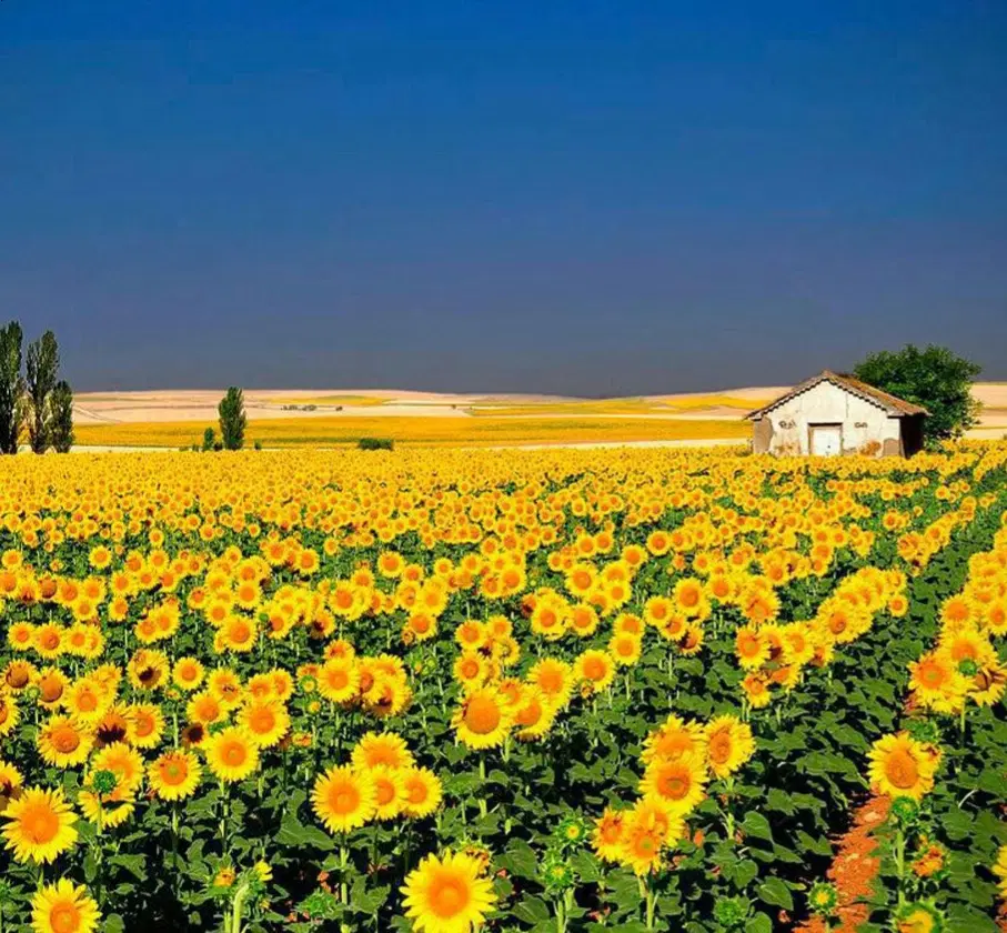 فروش کارخانه مواد غذایی واقع در شهرک صنعتی آق قلا