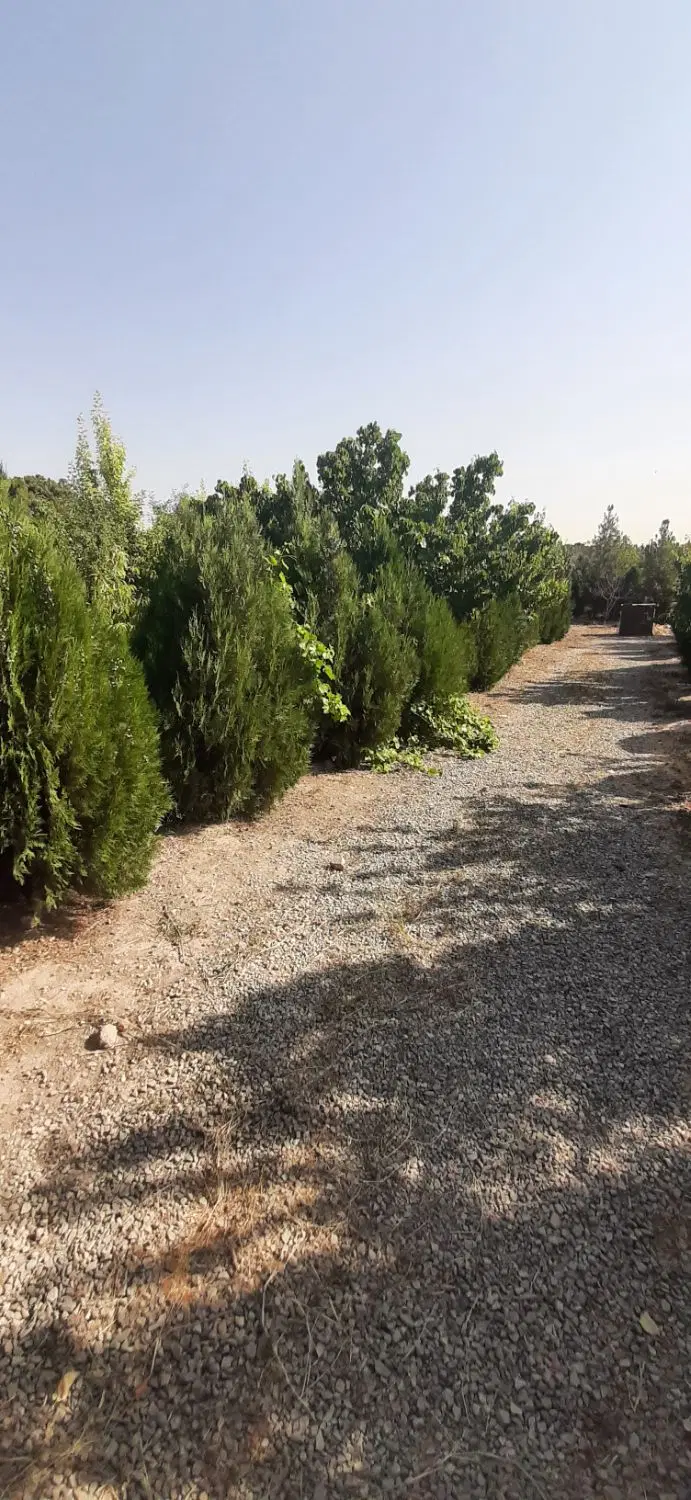 باغچه فروشی ده عباس