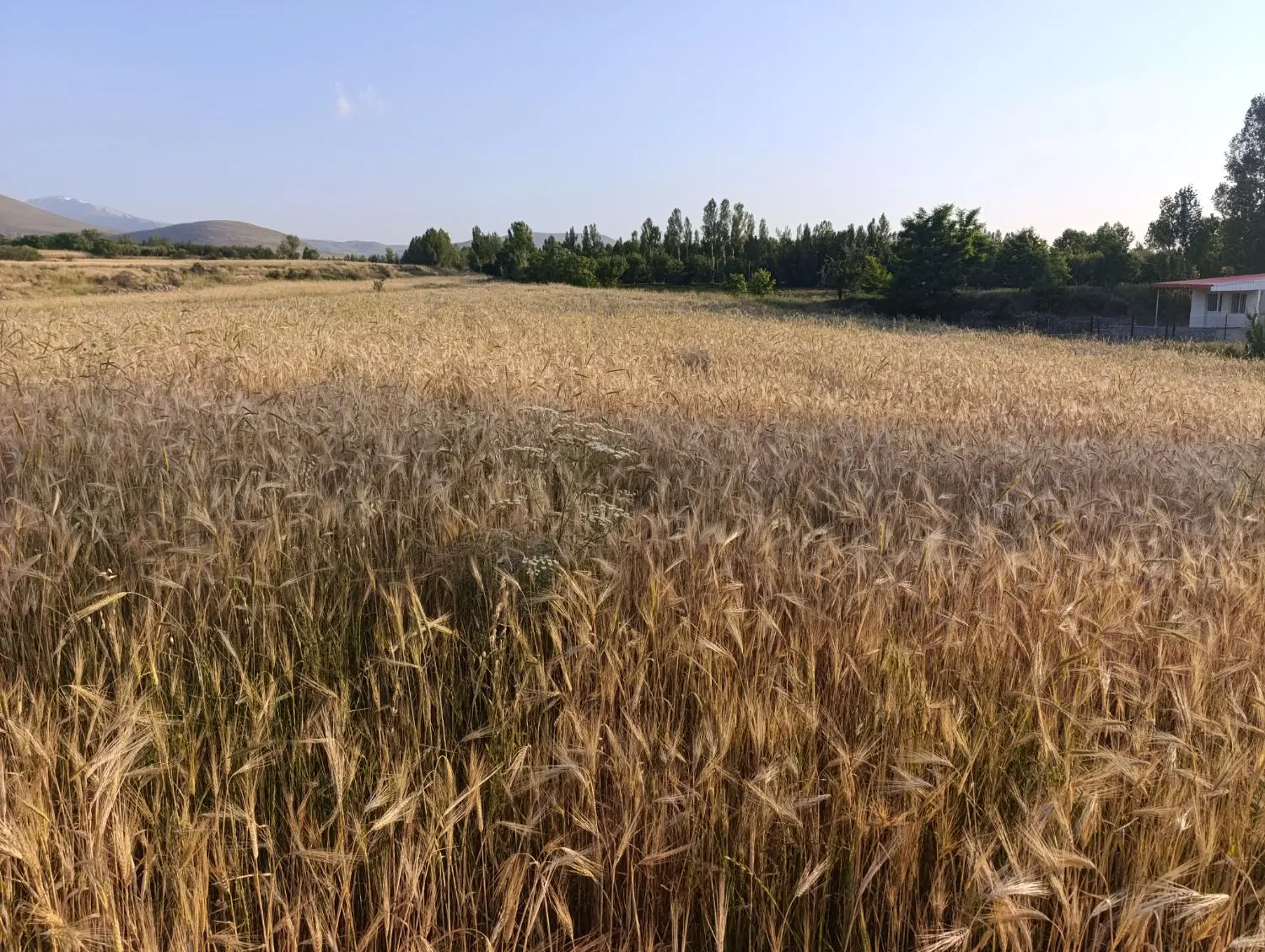 فروش چند قطعه زمین زراعی باحق آبه درقارالارباللوجه