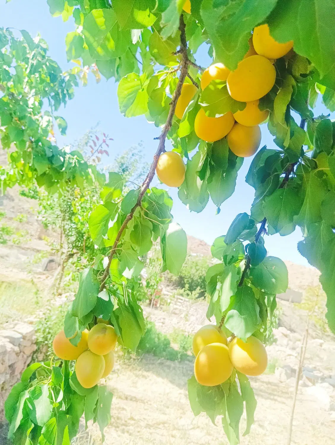 خونه باغ کوه بادامویئه