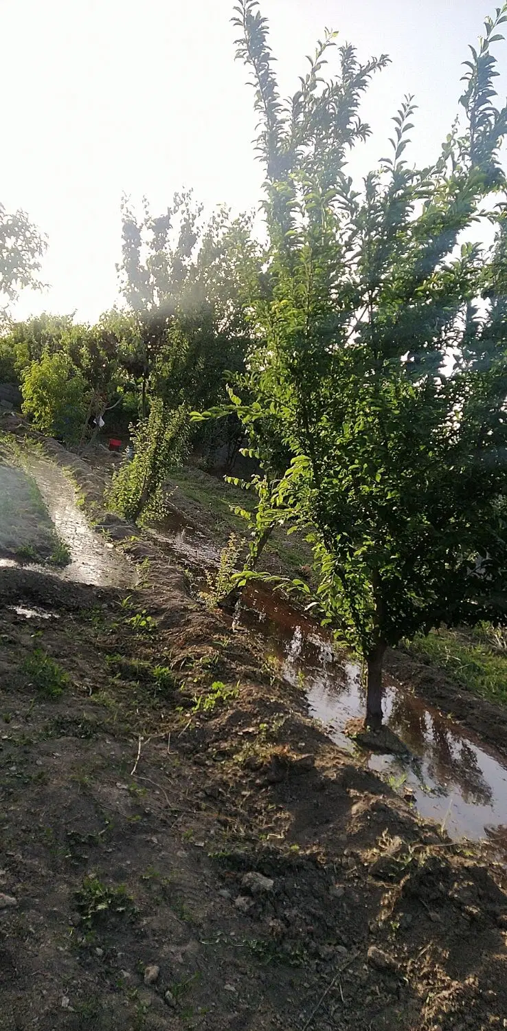 باغ با آب چاه