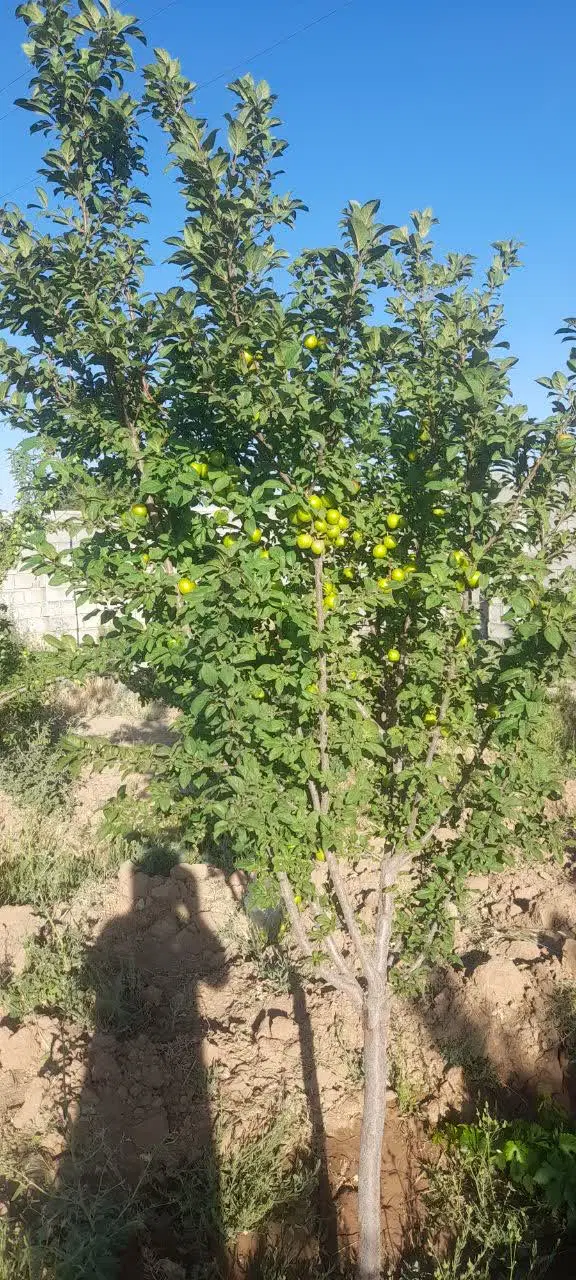 فروش باغ رباطمراد