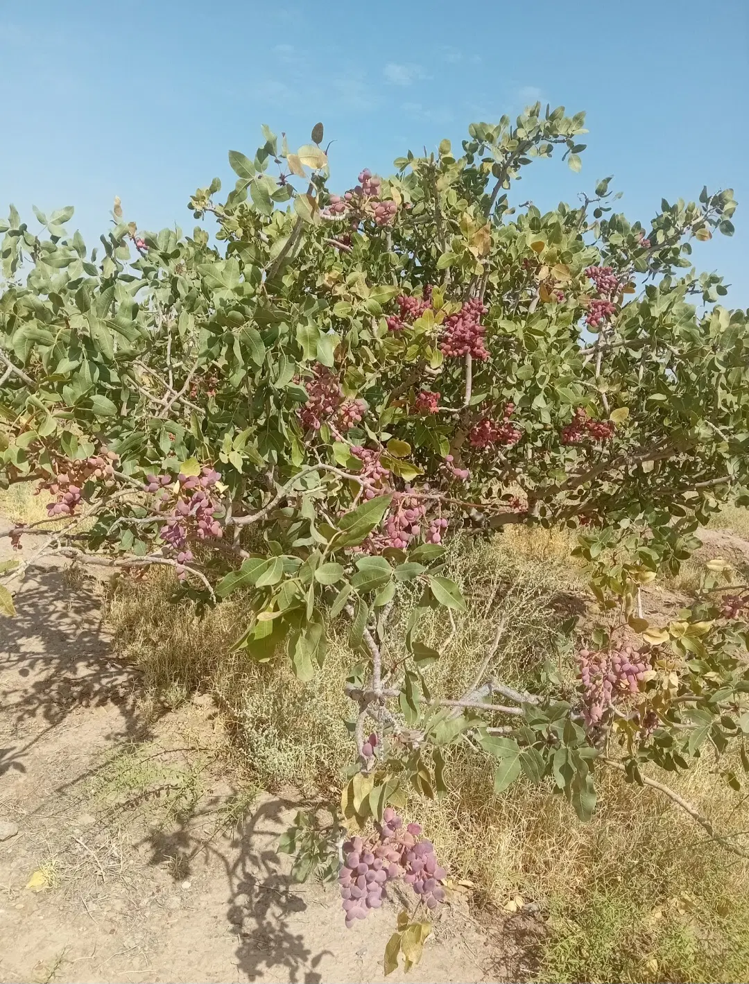 زمین پسته ای