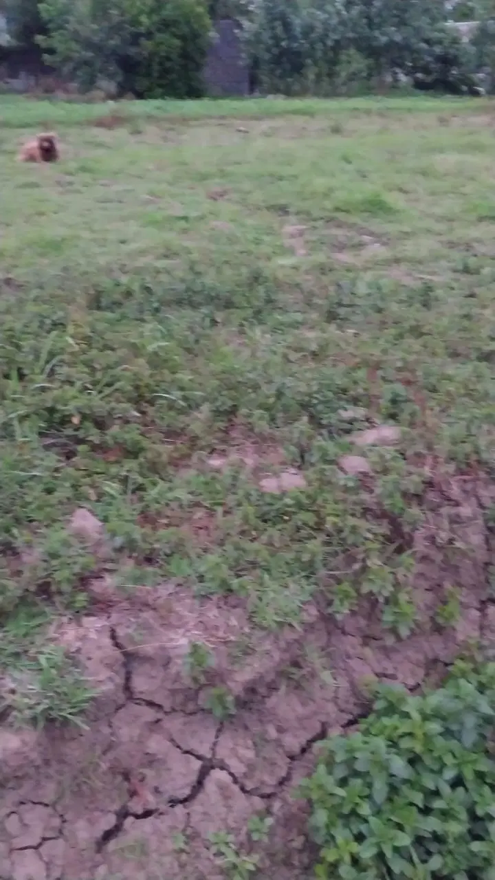 فروش 310متر زمین روستای منگوده