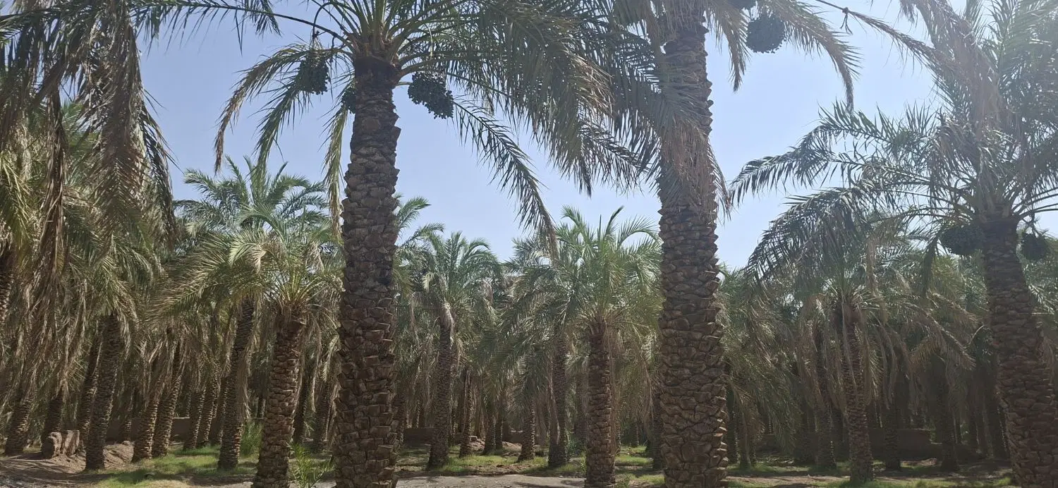 فروش باغ.در بروات بلوار توحید