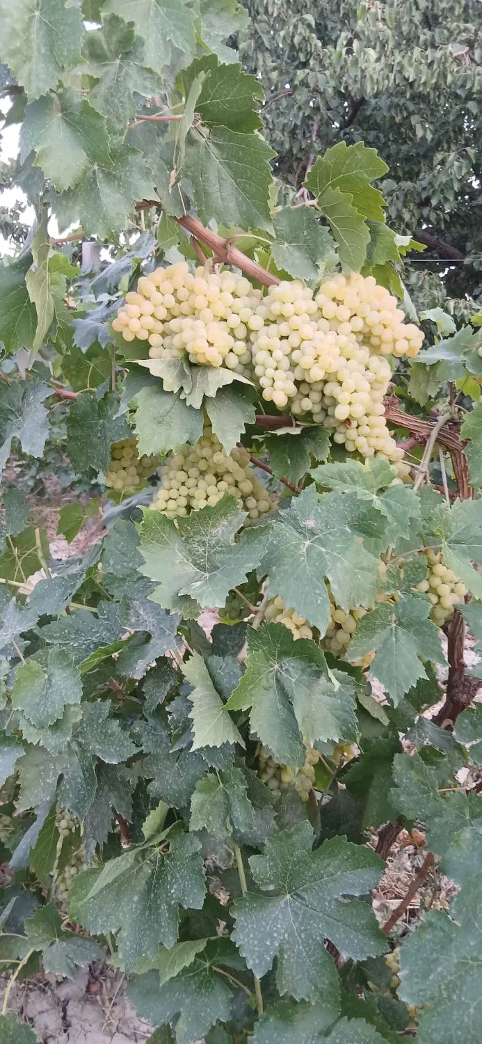 باغ باغچه جاده بالانج روستای قرالر کوه