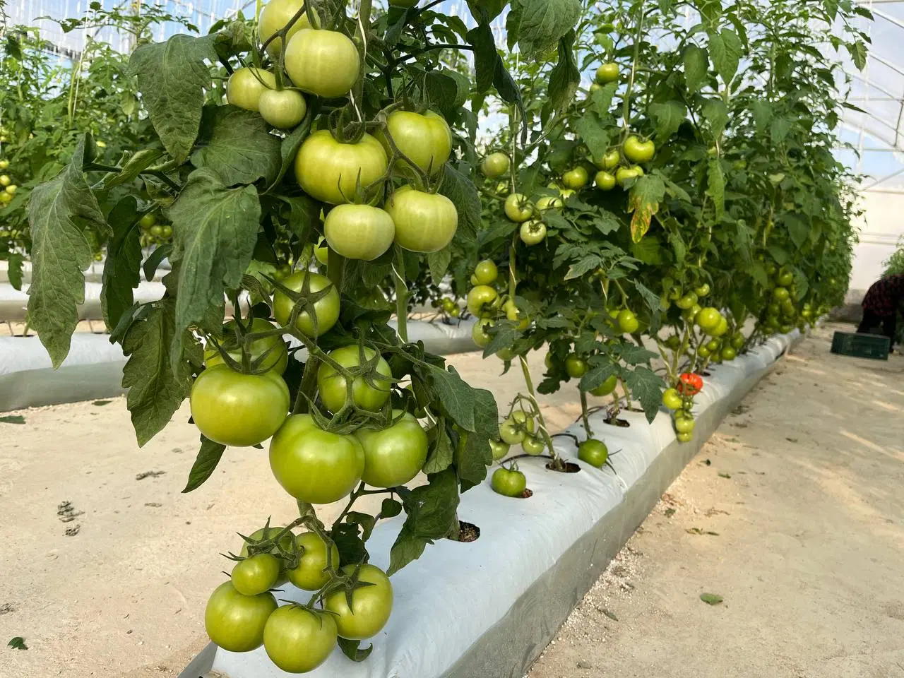 فروش گلخانه در کردکوی گرگان