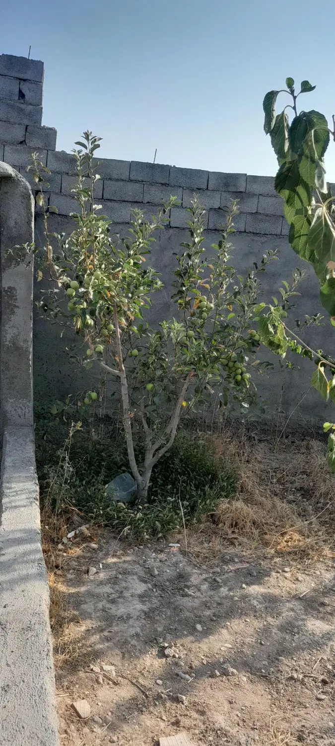 باغ فروشی