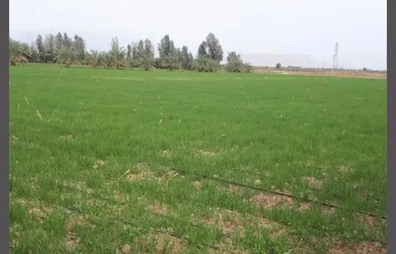 فروش زمین  باغ دایی