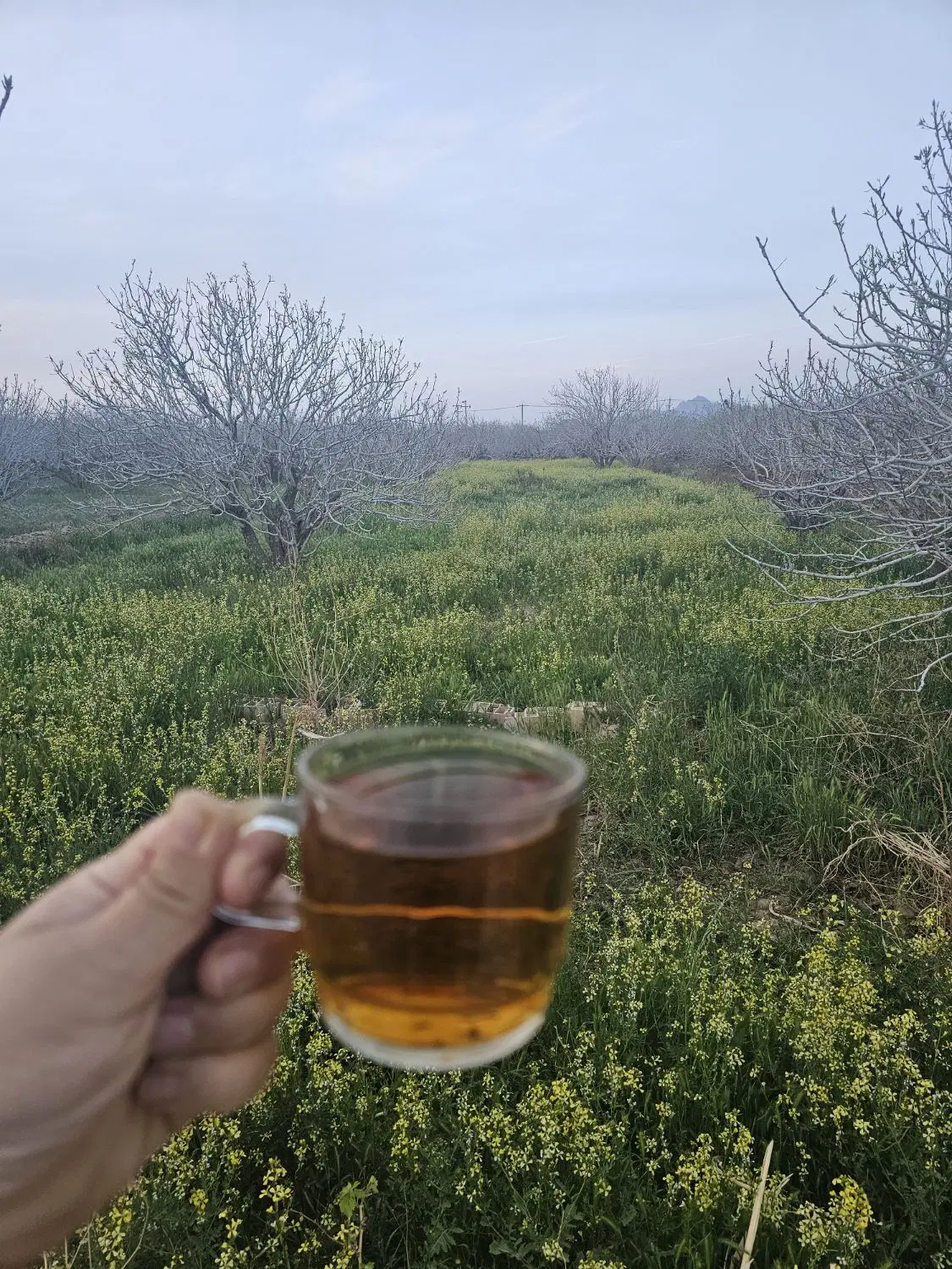 خونه باغ