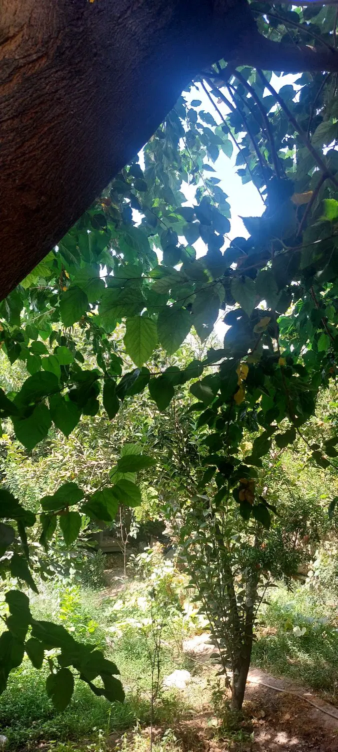 خانه ی ویلایی دلباز