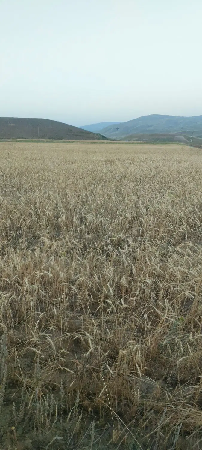زمین ویلایی در کوی ویلای سرند