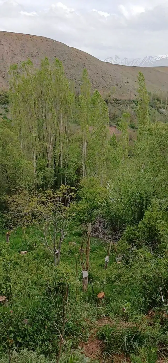 باغچه