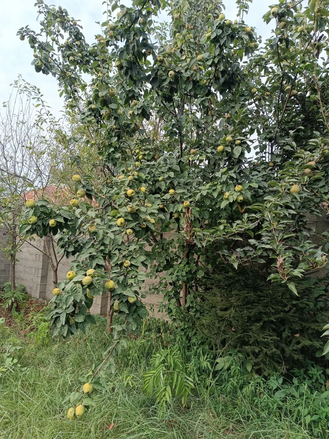 زمین فروشی