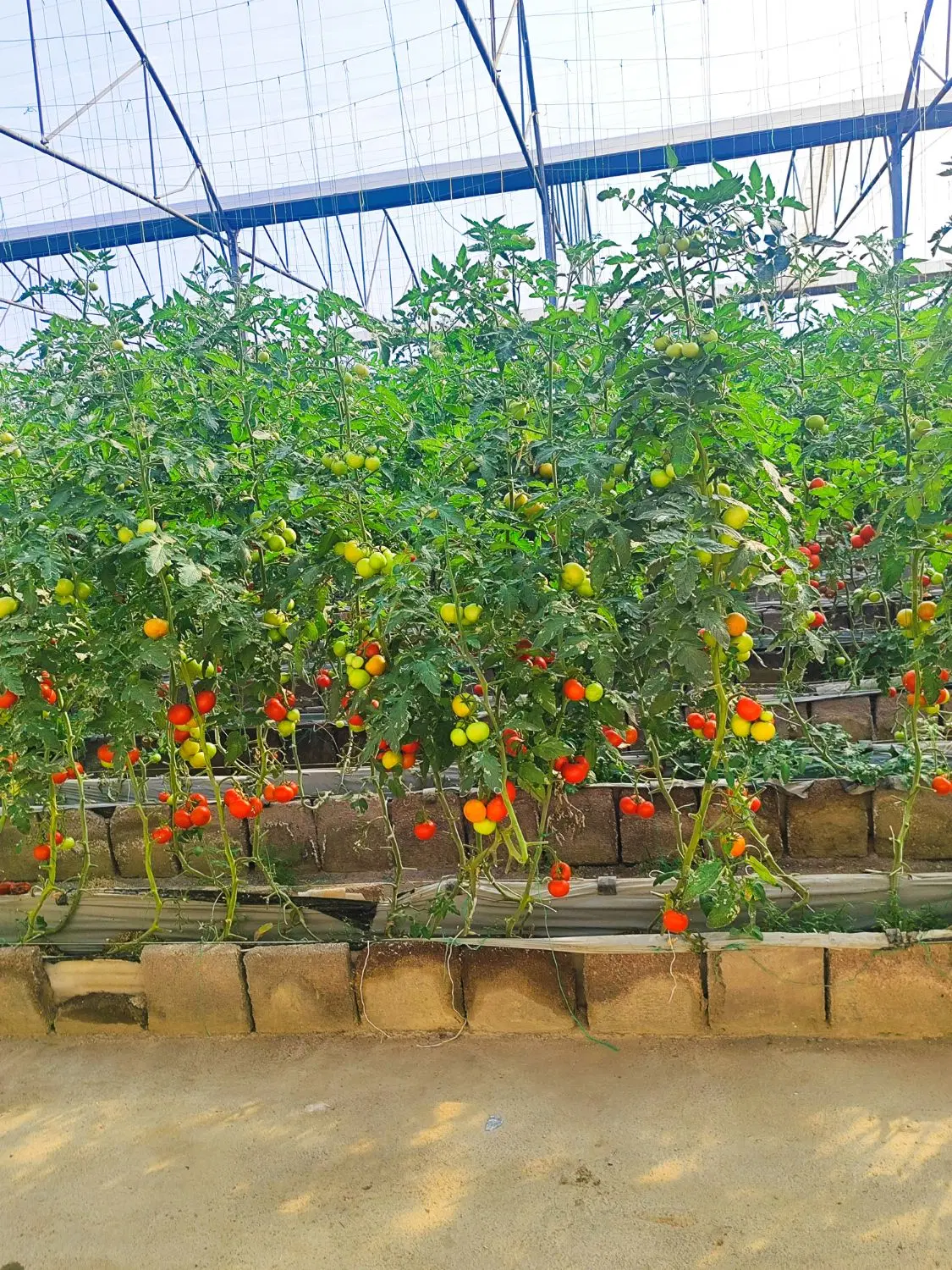 باغچه روستای گلدانلو