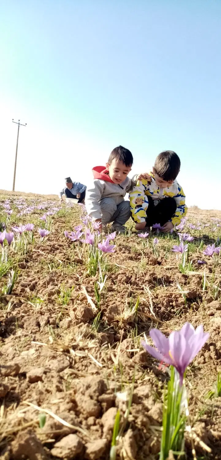 فروش زمین زعفران،