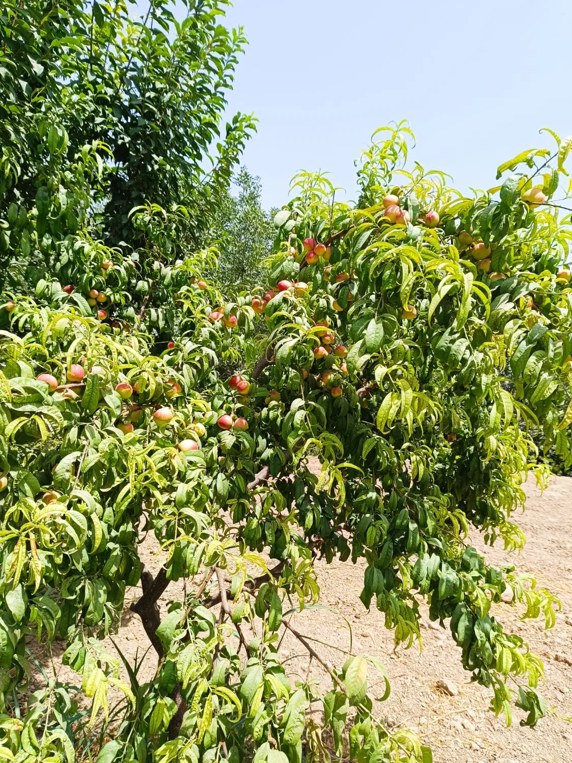 باغچه ۵۵۰ مترمربع در عظیم آباد