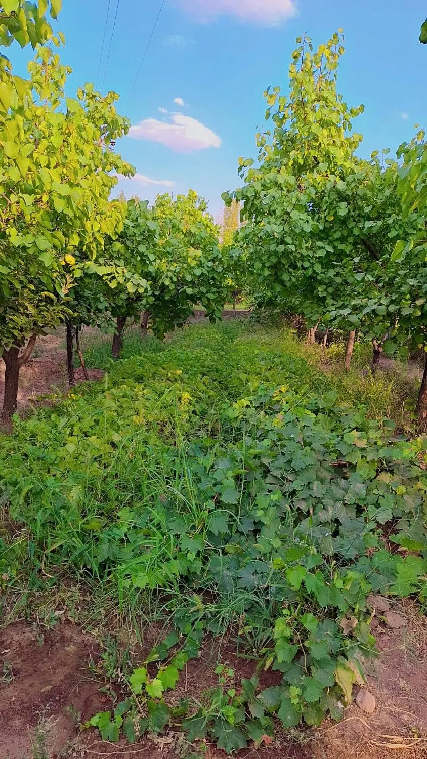 باغ ویلایی