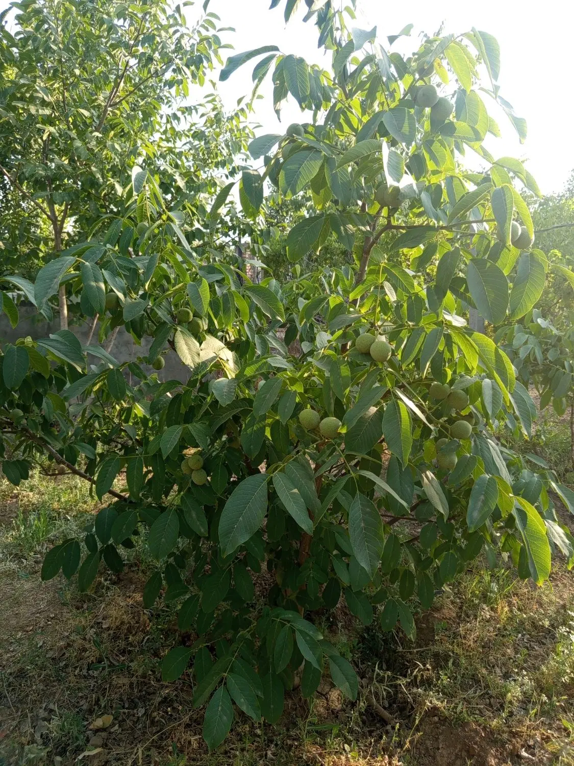 باغ فروشی