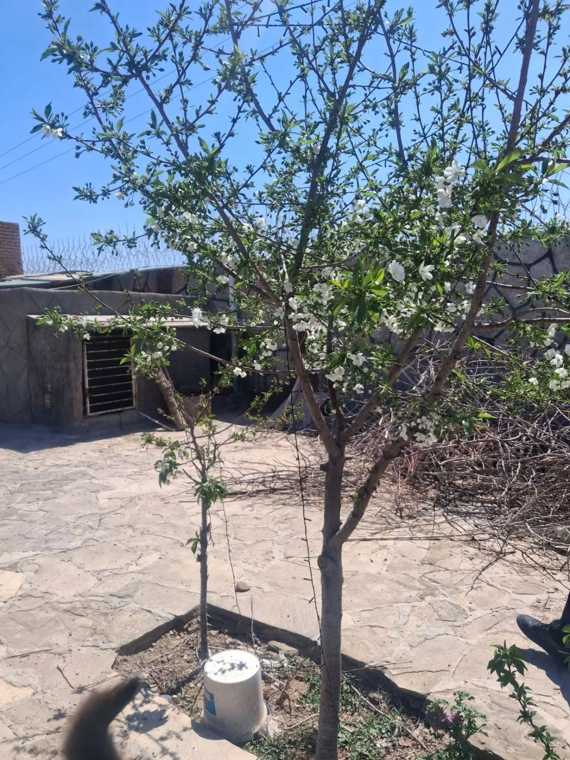 باغ ویلا معاوضه نقدی