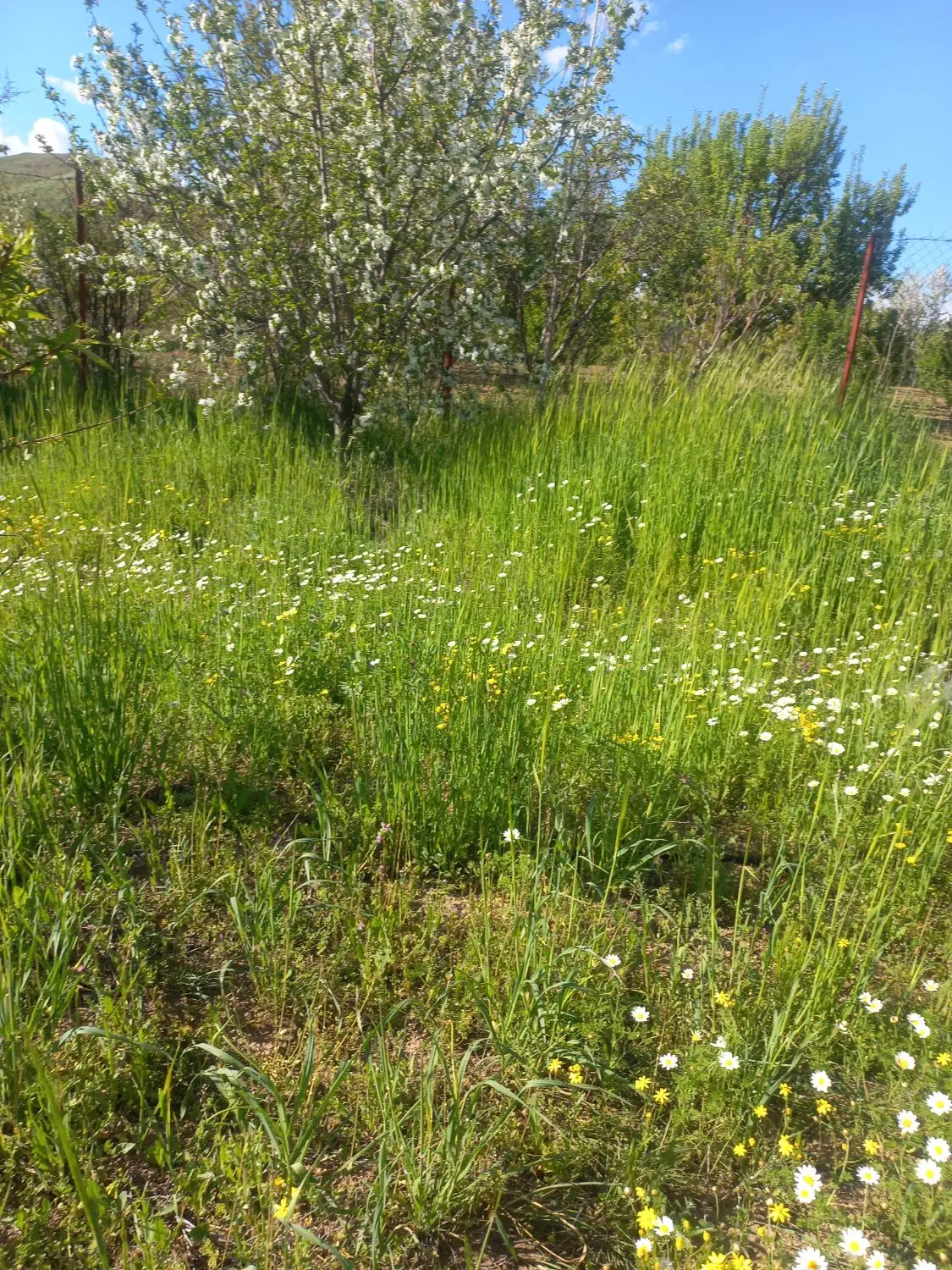 زمین کشاورزی