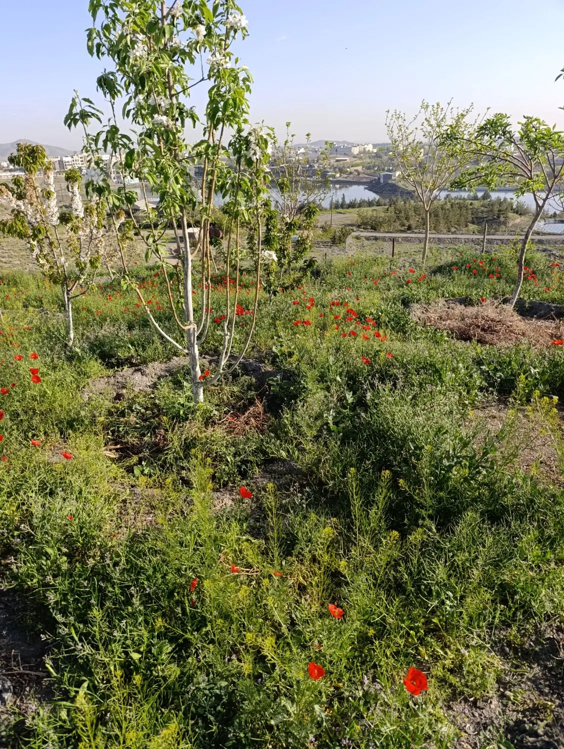 زمین بند گلستان