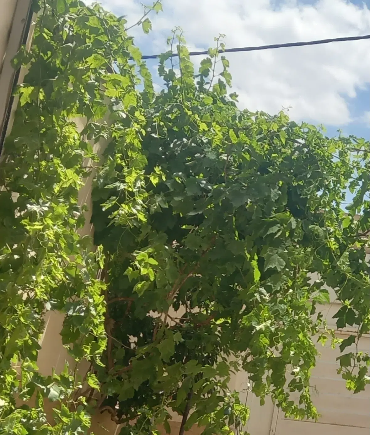 ساختمان تجاری مسکونی باسمنج فلکه امام علی ۱۵۰ متر